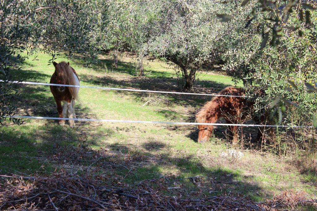 Casale Delle Rose B&B Fattoria Montepagano Zewnętrze zdjęcie
