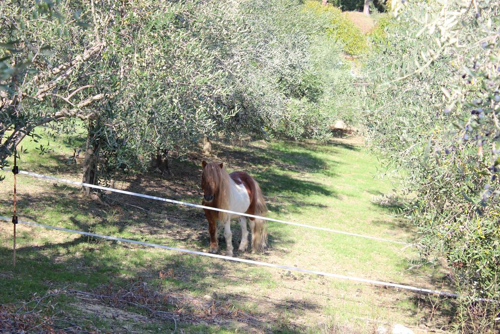 Casale Delle Rose B&B Fattoria Montepagano Zewnętrze zdjęcie